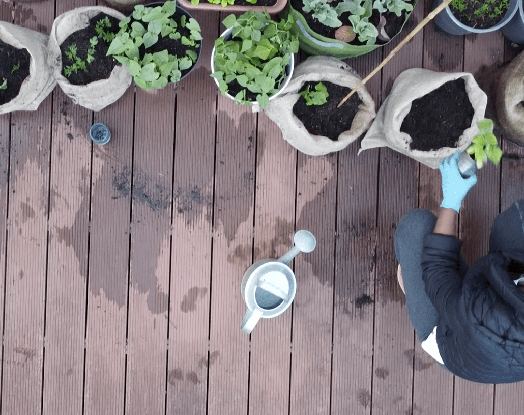 How to start a vegetable balcony garden (10 tips)